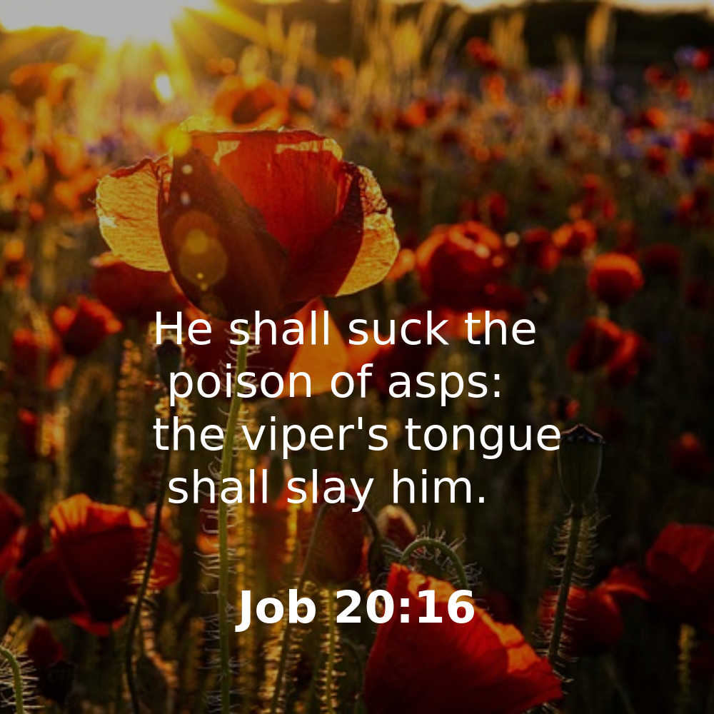Job 20:16 - Bibleverses.net