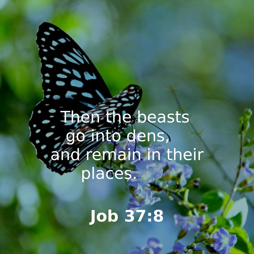 Job 37:8 - Bibleverses.net