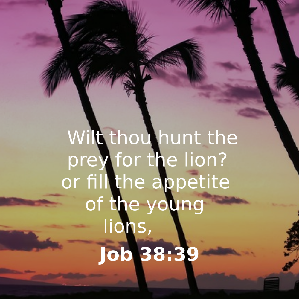 Job 38:39 - Bibleverses.net